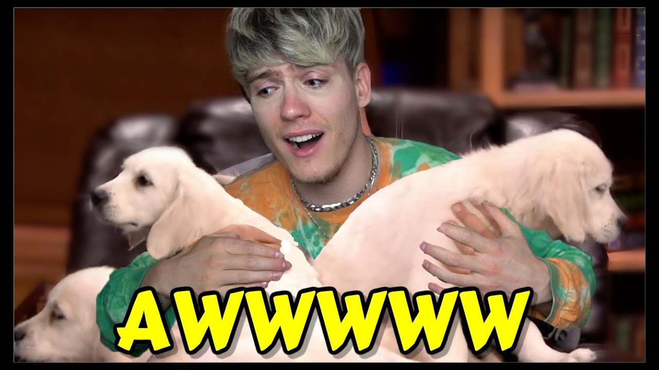 ICH reagiere auf EURE HAUSTIERE