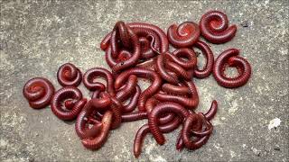 Giant Red Millipedes Gathering  Amazing Nature Close Up