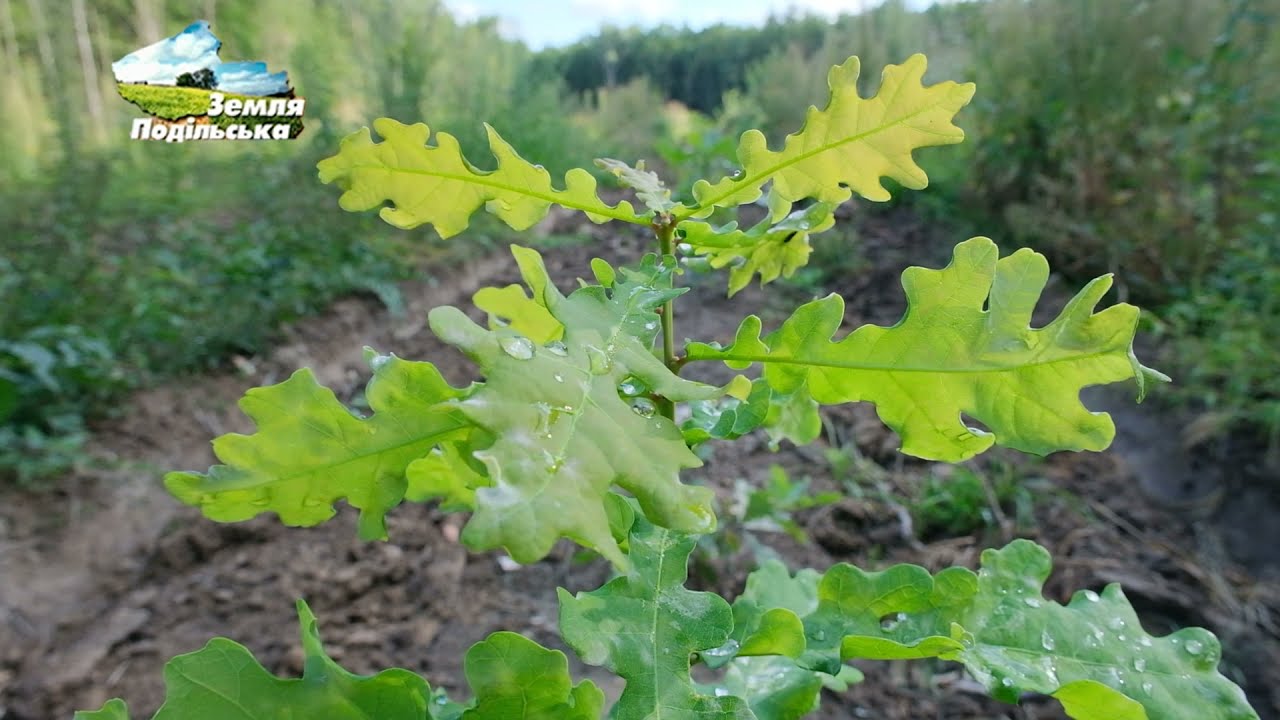 Сучасні підходи до вирощування лісів у ДП 