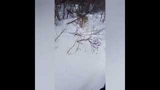 Snaring Wolves In The North.