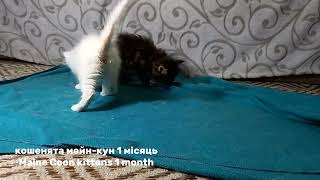 Кошенята мейн-кун 1 місяць Maine Coon kittens 1 month Котята месяц