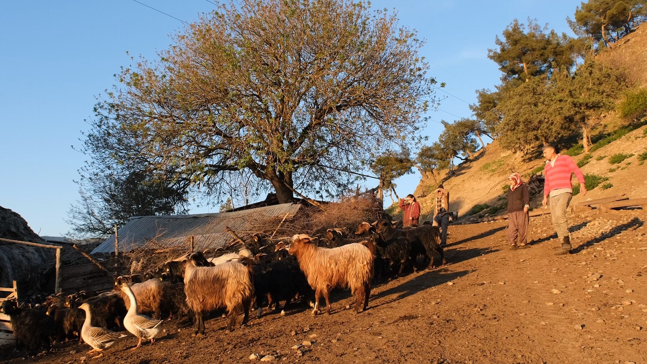 Irmak Kenarında Yaşam: Keçiler ve İnsan - 4K Belgesel