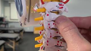 Facet Orientation | Cervical, Thoracic, and Lumbar Spine