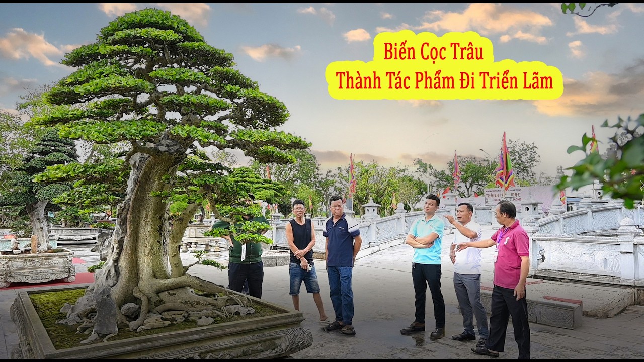 Biến Cây Duối Cọc Trâu Thành Tác Phẩm Đi Triển Lãm.