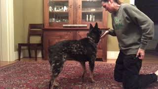 Aging dogs-wk1-touch by loresu1 4 views 7 months ago 33 seconds