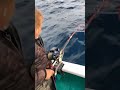 【串本モンスター】マグロリング投入の瞬間 #Shorts