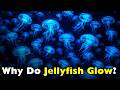 Why Do Jellyfish Glow? The Amazing Science of Bioluminescence