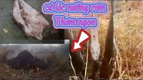 ra đồng làm cá lóc nướng chui món ăn dân dã của miền Tây (huyvlog)