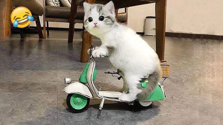 Watch the video about Funniest Animals 😄 New Funny Cats and Dogs Videos 😹🐶 - Ep.13