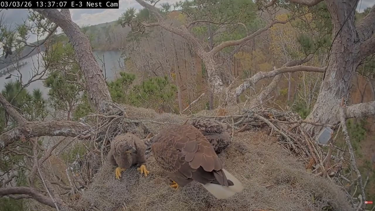 Bald Eagle - Kisatchie National Forest E-3    03.03.2026 13:26
