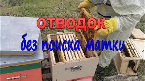 Семья в роевом состоянии  Противороевой отводок без поиска матки