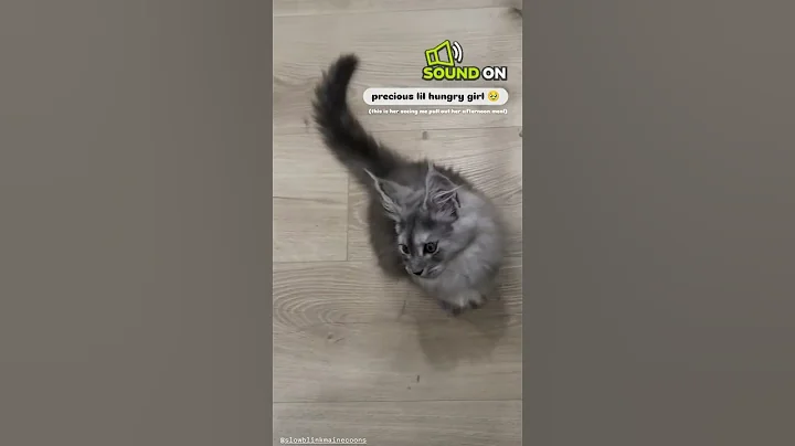 Video 6724601: mainecoon cutecat catlover, mainecoon cats cute catlover, mainecoon cat cute love, meow maine coon, kitten food