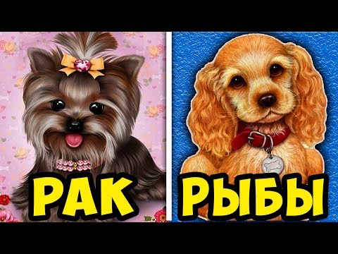 Вопрос: На какую порода похожа собачка?