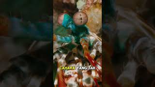 🦞Fakta Unik Udang Mantis Yang jarang kamu ketahui! 😱 #faktaunik #viral #shorts