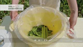 阿蘇高菜の収穫＆漬物　講座