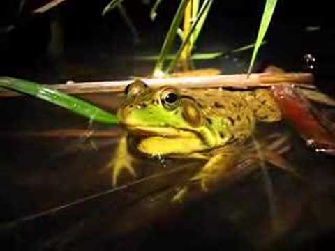 Green frog calling - YouTube