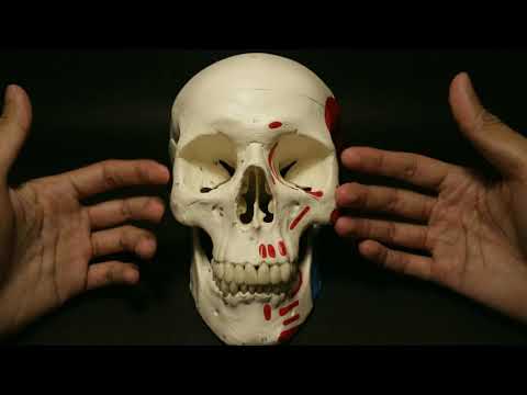 Video: Adakah calvarium itu tulang?