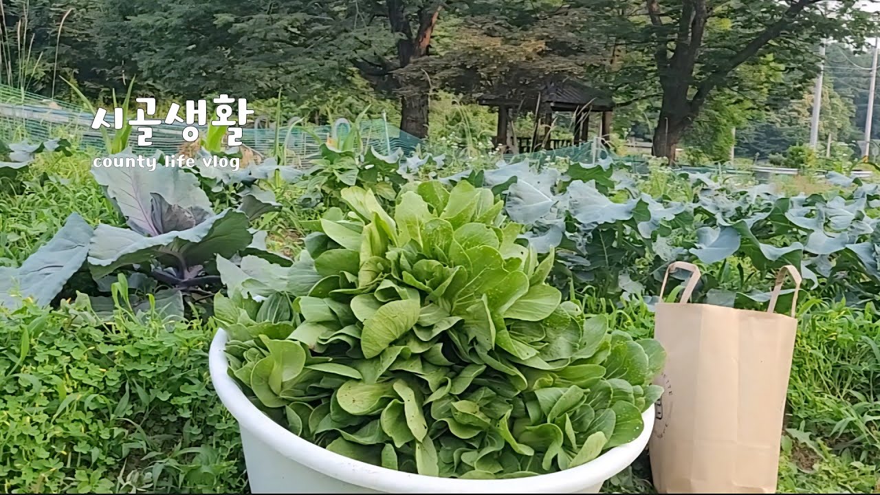 АНГЛ | Летний день кимчи 🥗 Он не может быть более обильным... Некоторые урожаи заброшены 🍒 Делимс...