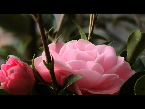凡人薩克斯風演奏(Alto Sax)-當店