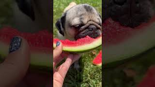 Watermelon Sugar Pug!