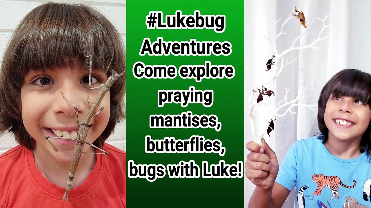 See how the Cloudless Sulphur Caterpillar turn into a chrysalis!