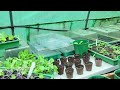 Kohlrabi potting on