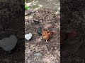 free range flock hard at work #chickens #naturalfertilizers #composting #nature