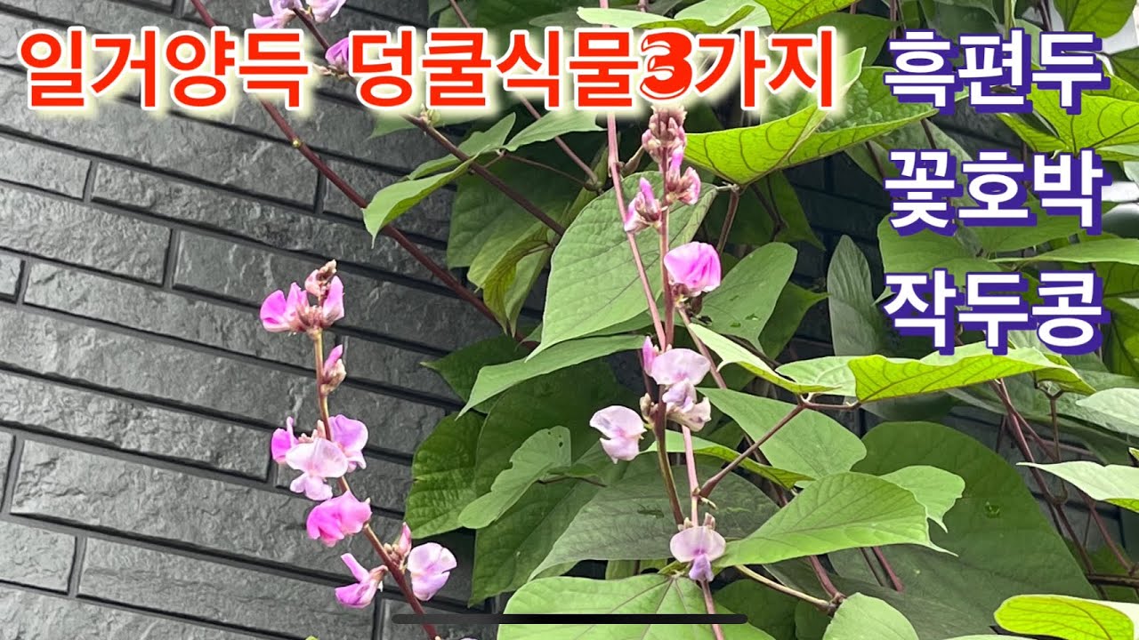 덩쿨식물 심고싶으세요?#덩굴식물키우기 - YouTube