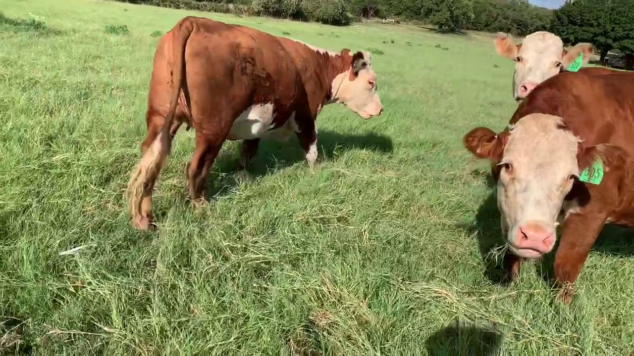 26 Hereford Heavy Bred Heifers, 08191 Cattle for sale YouTube