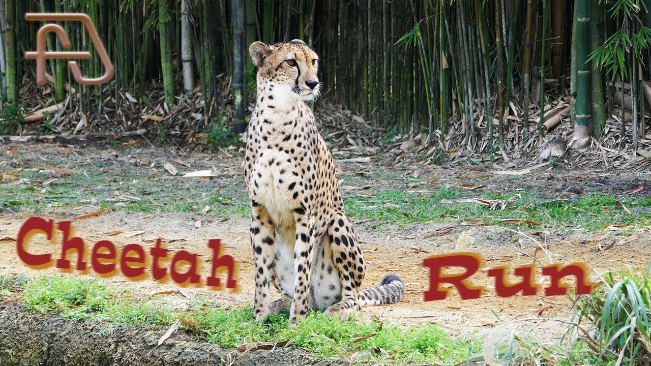 Cheetah Run: Cheetahs at Busch Gardens Tampa Bay - YouTube