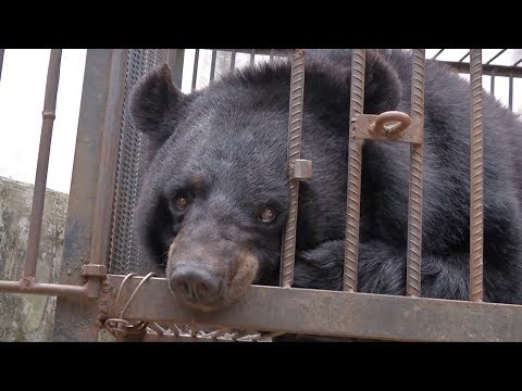 Pet puppy turns out to be endangered Chinese bear