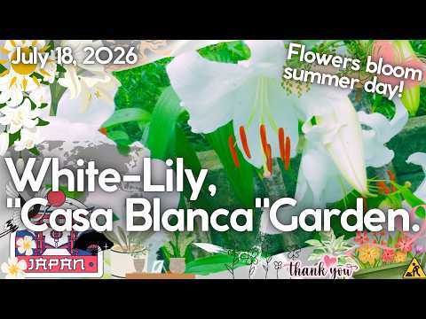 White Lily 'Casa Blanca', Flowers are blooming at My Garden.