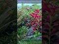 beautiful fish tank loop playback "AQUALIO" 004 #aquarium #fishtank #shorts