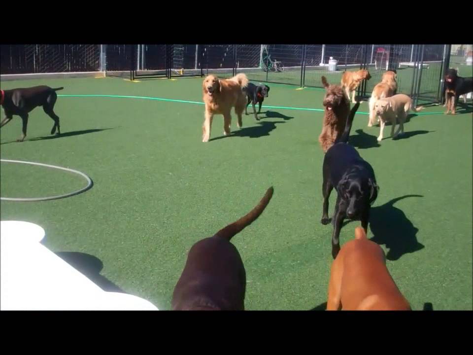 fun-outdoor-play-at-the-folsom-dog-resort-youtube