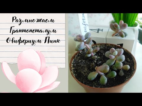 Размножение Граптопеталума Овифериума Пинк #суккуленты #succulents #граптопеталум #эхеверия #крассул