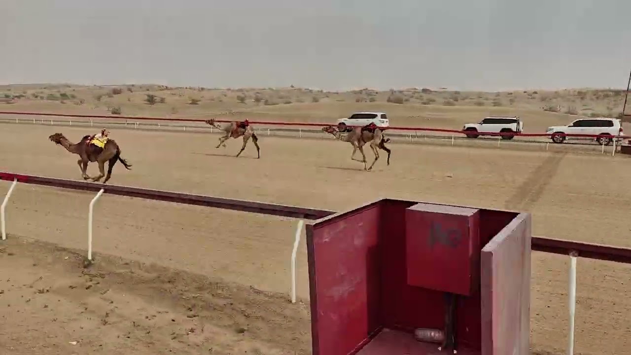 ش5 هجن الرئاسة 13:25