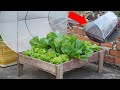 How To Grow Vegetables On The Terrace Super Fast, Creative Terrace Garden Ideas