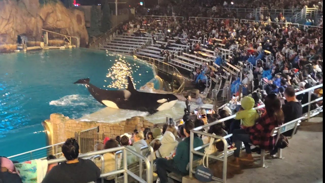 Встреча с косатками в 18:00, шоу SeaWorld San Diego, суббота, 29 ноября 2025 г.