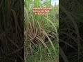 Crops in Bukidnon #reggae #music #remix #enjoy #travel #farming #art #goat #amazing #garden