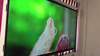 Celebrity Ingscreen super interactive flat panel 98 inch Wealth