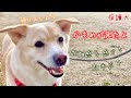あんまり仲良くない3匹でお散歩に行きました！【かもめ、はまり、いなり】