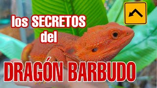 DRAGON BARBUDO -como cuidar una pogona vitticeps? como reproducir una pogona? os lo explico. 🐉🐲🦎