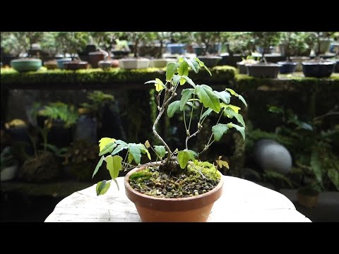 Bonsai diary】 3年前に山採りした三つ葉アケビの成長記録②（♯35