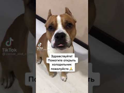 Моя собака если в дом проникли грабители