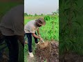 Composting: Best Way to Nurture Land for Great Crops!