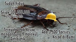 Apa yang terjadi jika Kecoa punah - Berikut fungsi Kecoa di Bumi