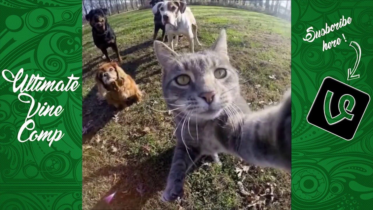 Funny Animals Vines #2 - Ultimate Vine Comp [June 2016]