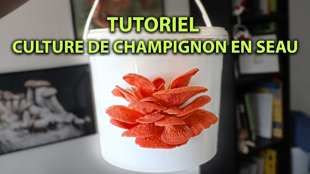 Comment Cultiver Des Champignons De Paris Chez Soi Sans Kit