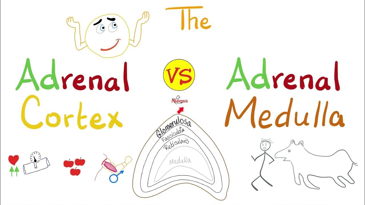 The Adrenal Cortex vs The Adrenal Medulla Biology Lectures Series