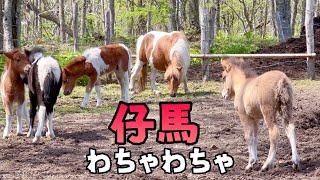 【馬の赤ちゃん】仔馬わちゃわちゃ